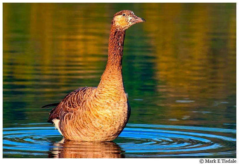 juvenile goose in north Georgia Rivers