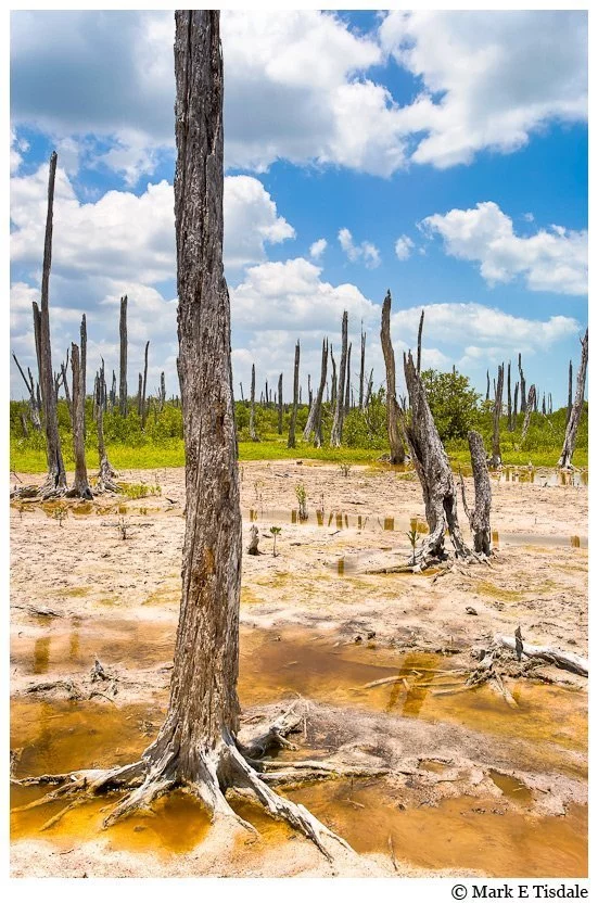 Yucatan Picture - a ghostly but beautiful forest in Celestún