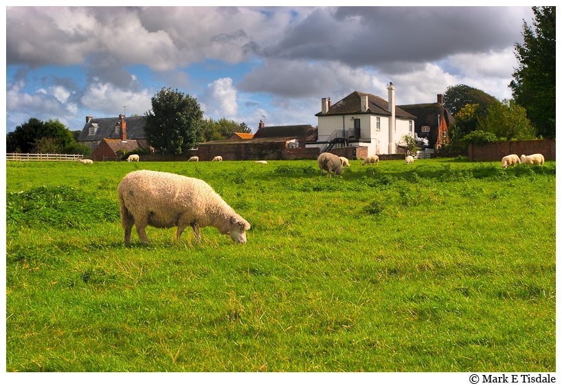 Picture of sheep grazing near the English Country Village of Avebury Landscape Photo of the Idyllic English Country Vilalge of Avebury