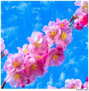 Cherry Blossom Artwork - Japanese Cherry Blossom Prints For Sale by artist Mark Tisdale
