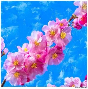 Cherry Blossom Artwork - Japanese Cherry Blossom Prints For Sale by artist Mark Tisdale