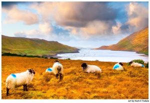 Connemara Sheep in Rural County Galway - Irish Landscape Print by Mark Tisdale