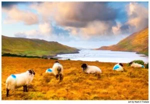 Connemara Sheep in Rural County Galway - Irish Landscape Print by Mark Tisdale