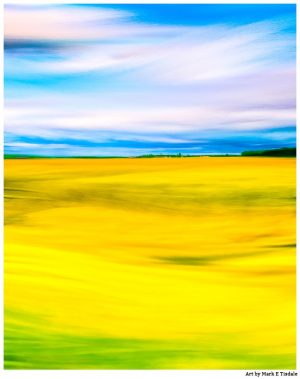 Golden Fields of Rapeseed In The English Countryside - Print by Mark Tisdale