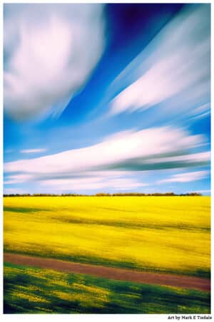 Golden Fields of Rapeseed In The English Countryside - Print by Mark Tisdale