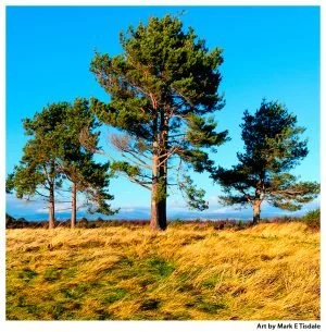 Trees on Culloden Battlefield - Scottish Highlands - Square Format art print By Mark Tisdale