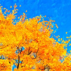 Colorful Abstract - Fall Leaves Art Print