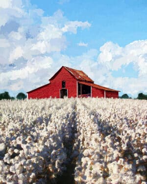 Cotton Ready For Harvest - Georgia Art Print