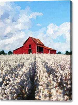 Cotton Ready For Harvest - Georgia Canvas Print