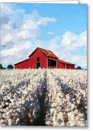 Cotton Ready For Harvest - Georgia Greeting Card