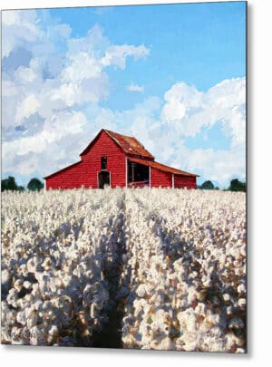 Cotton Ready For Harvest - Georgia Metal Print
