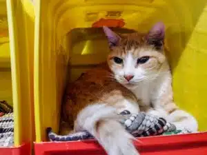 A ginger tabby cat with white markings looking out of a cube hidey hole