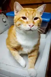 A large ginger tabby cat with white markings sitting on top of a white appliance and looking sweet