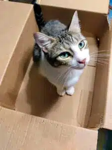 A gray and white tabby cat sitting in a box gazing up at the camera