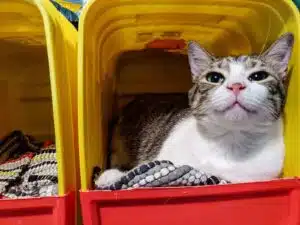 A gray and white tabby cat looking curiously at the camera from inside a cube