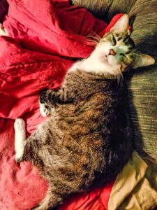 A little gray tabby on a dark red blanket - the cat has a sleepy look on her face
