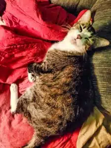 A little gray tabby on a dark red blanket - the cat has a sleepy look on her face