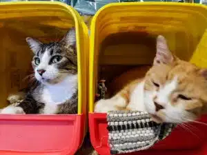 Two cats sitting in square cubes. One is a little gray tabby, the other is a ginger tabby with white markings