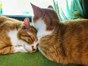 Two ginger cats sitting with their heads touching on the back of a green chair with a backdrop of a bright window